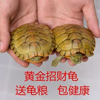 Little Turtle Live Deepwater Network Красная Жизнь черепаха Водяные черепахи домашние животные пара пары черепах золото золота бразильская черепаха