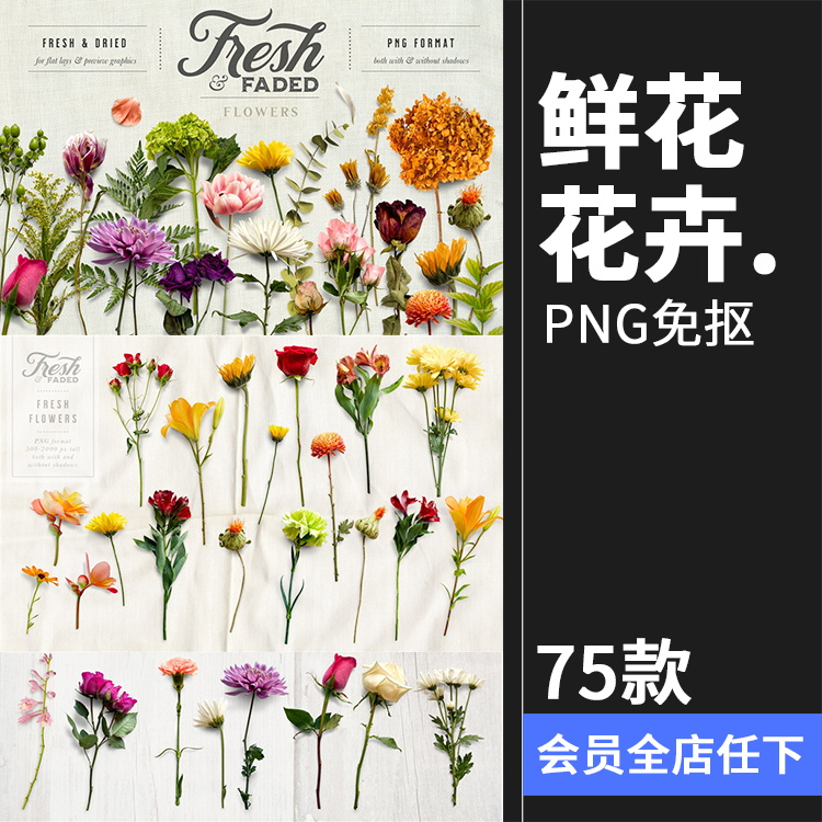 75款新鲜&干枯鲜花花卉玫瑰植物叶子PNG免抠插画素材