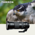 Gửi gương UV nguyên bản Tamron SP 150-600mm f 5-6.3 Di VC USD Ống kính máy ảnh SLR len chân dung canon Máy ảnh SLR