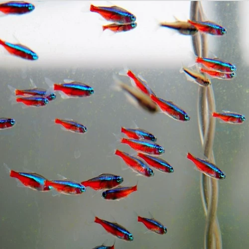 Сяси Акьерус фонарь рыбы цветок тропическая тропическая декоративная рыба живая домашняя рыба маленькая мираза в прямом эфире