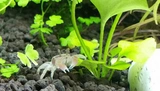 Xiaoshi Aquarius mini Crab Sham Shui Crab