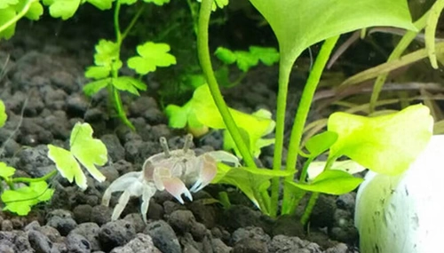Xiaoshi Aquarius mini Crab Sham Shui Crab