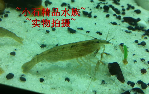 Сяоши Водолея Креветки Наблюдая за креветками против водорослей африканские теннисные треневые