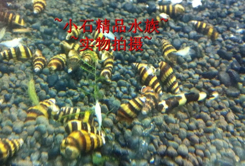Xiaoshi Aquarius Snail/Pagoda Snail/Stermovation Cylinder Universal/Пчелиная пагода улитка 1,5-2CM индивидуальность