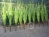 Mô phỏng cây sậy trong chậu hoa khô hoa giả hạt ngũ cốc đạo cụ thực vật thủy sinh hạ cánh trang trí cây xanh - Hoa nhân tạo / Cây / Trái cây