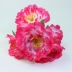 Hoa nhân tạo 7 bông hoa mẫu đơn Lễ hội hoa Ming Ming - Hoa nhân tạo / Cây / Trái cây