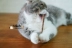 Nhà mèo nước sốt anxie mèo đồ ăn nhẹ vật nuôi mèo mol gậy gỗ bọ cạp đi đến bánh răng 5 gói lưu ngón tay của bạn