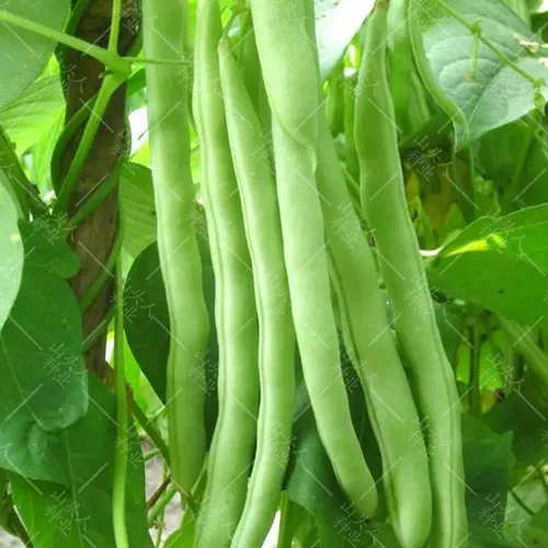 Семена Timpyvine Douque Four Seasons транслировать Kidminton Bean Corner Seeds Spring High -Yield Раннее приготовленное раннее на полке овощи семян