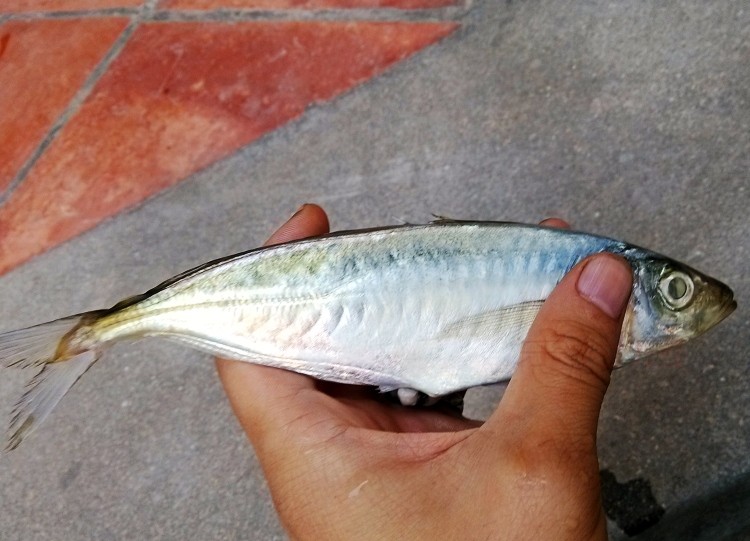 【产品介绍】正宗东山岛本港出品的巴浪鱼干,选自传承千年的捕鱼方式