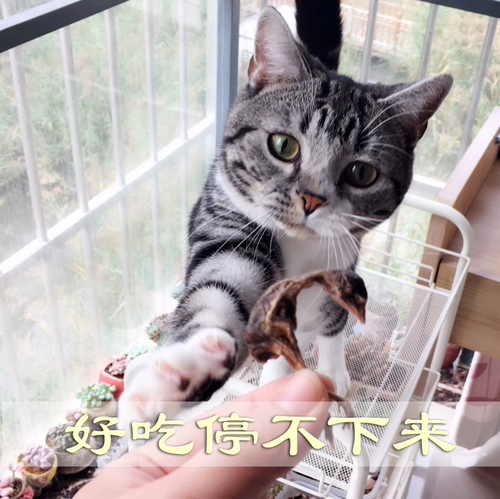 Бесплатная доставка для употребления замороженных кошек высушенные перепелы закуски для кошки сырая кость, замороженное мясо замороженное сушеный мясо пищевой пищевой пищевой пищевой