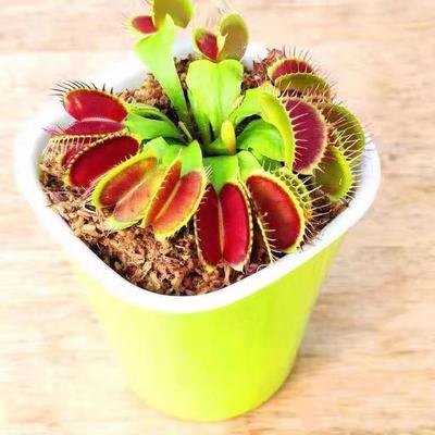 灭蚊虫食人花吃虫植物盆栽捕蝇草猪笼草卧室驱蚊神器室内阳台绿植