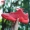 Giày chính hãng Li Ning Tiger Claw 2 thế hệ chống mòn xi măng màu đỏ giày bóng rổ thấp giày thể thao nam ABPK051-7 - Giày bóng rổ