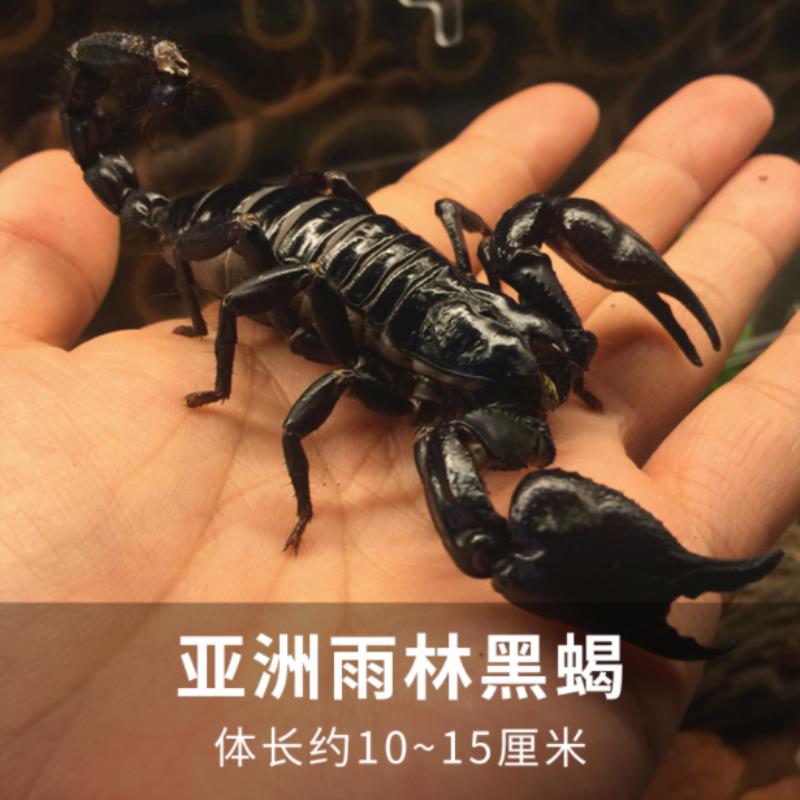 Какой тип характерен для азиатского скорпиона. Скорпион чёрный азиатский. Скорпион домашний питомец. Ложный Скорпион. Скорпион гигант.