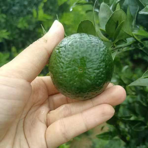 新会特产小青柑