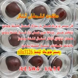 Zapa Imsak Emsak Arlar Borak Gohiri Hotan Tiwip Xipagar Men