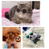 Солнцезащитные очки, кукла, объектив, аксессуар для волос, кошачий глаз, домашний питомец, панда, кот