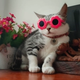 Солнцезащитные очки, кукла, объектив, аксессуар для волос, кошачий глаз, домашний питомец, панда, кот