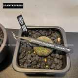 SPOT NEACHOOD BLOGING PLANG PANTER POODUNTING Deloma Deloma Сочные растения локоть инструмент Niezi Clip