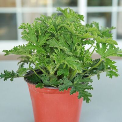 驱蚊草盆栽植物室内阳台驱蚊驱虫净化空气吸甲醛绿植四季常青花卉