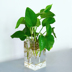 Hoa acrylic thời trang hoa để bàn hoa bình nước văn hóa cây xanh anthurium chậu hoa tre phong phú chậu hoa bình đất - Vase / Bồn hoa & Kệ chậu trồng cây Vase / Bồn hoa & Kệ