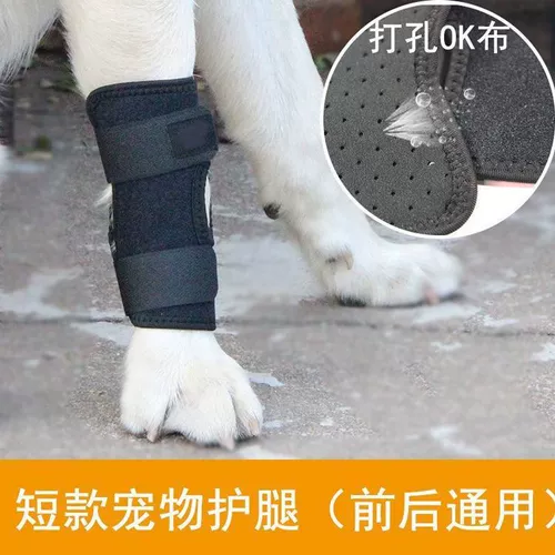 Домашние кошки и собака задних ног слабые переломы суставов Старожи