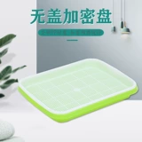 Подушки из фасоли растут прорастают саженцы и саженцы не имеют почвы выращивание воды