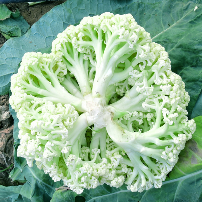 河南封丘：特征栽培多点开花 绘就村庄复兴新图景