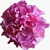hoa giấy giả Hoa cẩm tú cầu mô phỏng hoa cực cưới hoa cẩm tú cầu đầu mô phỏng hoa cẩm tú cầu DIY cắm hoa trang trí nhà cửa hoa cây phong lá đỏ giả cây giả đẹp Cây hoa trang trí