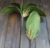 hoa giả de bàn giá rẻ [Hoa từ phía bên kia] 5 miếng PU nỉ chùm lá Phalaenopsis Phalaenopsis có lá Bộ chậu Phalaenopsis cây trầu bà leo cột giả bình hoa lụa đẹp Cây hoa trang trí