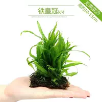 Тонкая железная корона 6*9