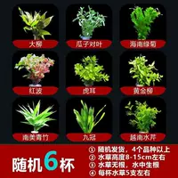 Случайные шесть чашек водной травы [отправить пониженную чашку] Рекомендация по значению