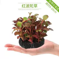 ХОНББО ДУХУО (без нижнего песка)