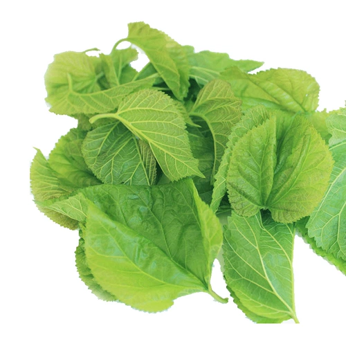 Шелковой червр детский шелковичный лист свеже