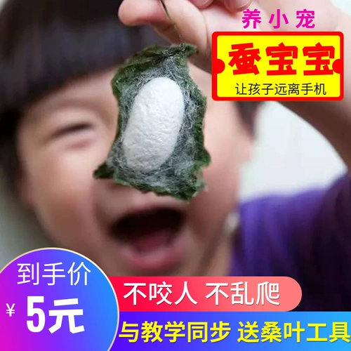 Щелковые пленки дети 1234 Студенты шелкористого червя, которые поднимают наборы шелкота из свежего шелковика Большого шелкористого шелкового изделия