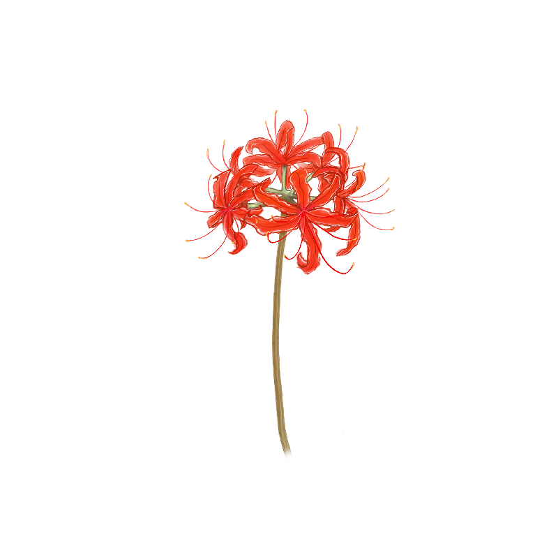 68轮回红色彼岸花曼珠沙华花卉手绘卡通png免扣ps设计素材 淘宝网