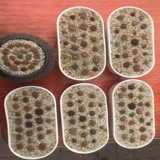 Сочные растительные про мощные растительные камни из кристаллического песка Рыба Днит песчаный сад искусство земля