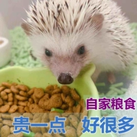 Hedgehog grain main gran non -fan -fed еда маленькая колючая питомца для животного питомца 500 г большой пакет Установите зерно дезодорации питания