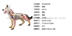 4D Thạc Sĩ wolf dog giải phẫu lắp ráp mô hình đồ chơi giáo dục trường khoa học hỗ trợ giảng dạy diy mô hình tĩnh tại chỗ đồ chơi cho bé 3 tuổi Chế độ tĩnh