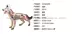 4D Thạc Sĩ wolf dog giải phẫu lắp ráp mô hình đồ chơi giáo dục trường khoa học hỗ trợ giảng dạy diy mô hình tĩnh tại chỗ xe đồ chơi cho bé Chế độ tĩnh