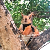 Бесплатная доставка INS Ultrafire Улучшенная эксклюзивная белка черная хвостовая тяговая мышевая веревка мыши может регулировать размер долговечного раскола