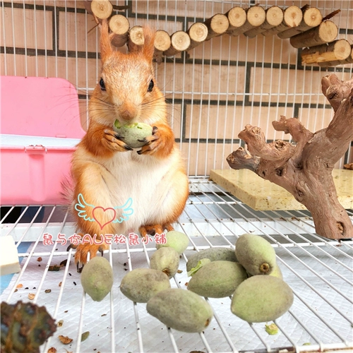 [Крыса и вы] обнаружите новые товары зеленый пибанбанбанм из свежего ореха черный хвост попугай интерактивная белка