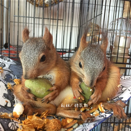[Крыса и вы] обнаружите новые товары зеленый пибанбанбанм из свежего ореха черный хвост попугай интерактивная белка