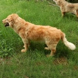 Моделирование модели модели собаки Золотая ретривера моделирование собак