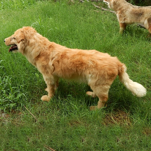 Моделирование модели модели собаки Золотая ретривера моделирование собак