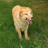 Моделирование модели модели собаки Золотая ретривера моделирование собак