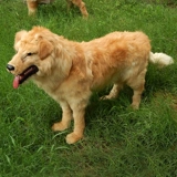 Моделирование модели модели собаки Золотая ретривера моделирование собак