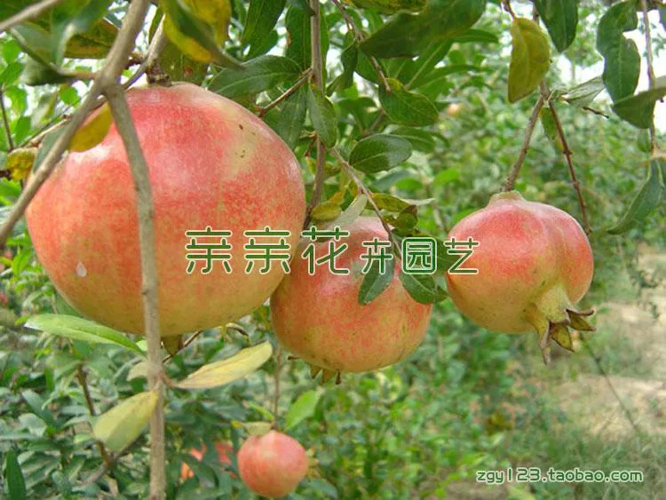 [Fruit tree seedling large pomegranate tree seedling new variety - Yunnan large pomegranate seedling large fruit sweet taste fragrant]