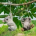 Trang trí sân vườn sân vườn cảnh quan nhựa động vật trang trí sân vườn mô phỏng koala điêu khắc hàng thủ công trang trí
