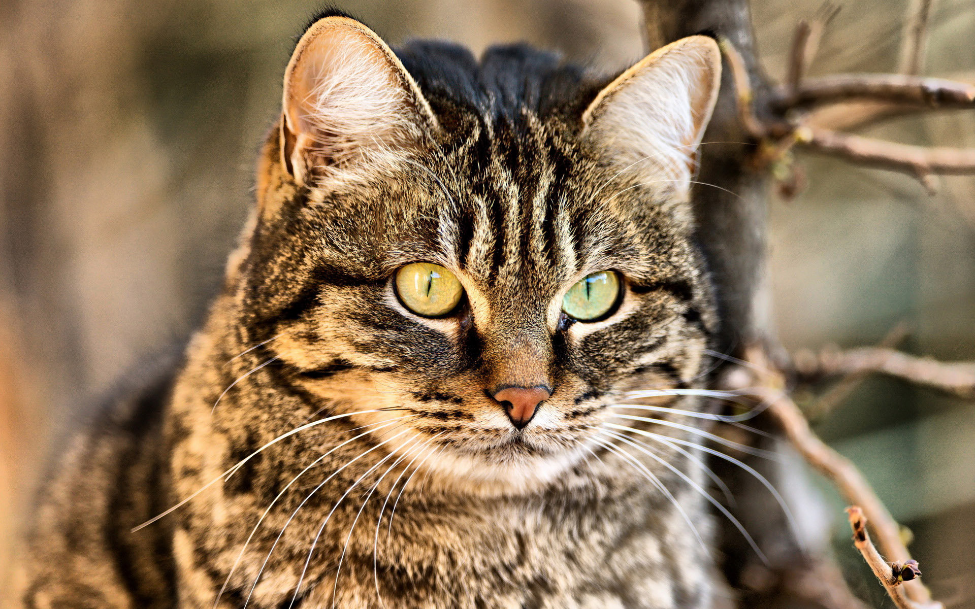 虎斑猫有哪些行为常识带你一起了解一下