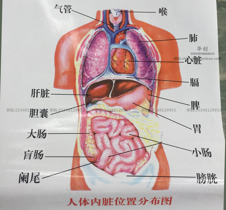 人体结构内脏器官位置血管心脏肝肺肠胃肾喉脾胰膀胱胆囊构造挂图-淘宝网